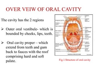 OVER VEIW OF ORAL CAVITY
The cavity has the 2 regions
 Outer oral vestibule- which is
bounded by cheeks, lips, teeth.
 Oral cavity proper – which
extend from teeth and gum
back to fauces with the roof
comprising hard and soft
palate. Fig.1.Structure of oral cavity
 