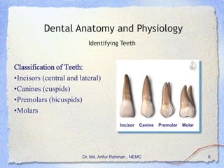 Basics of Dentistry | PPSX