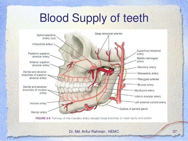Basics of Dentistry labial mucosa diagram 