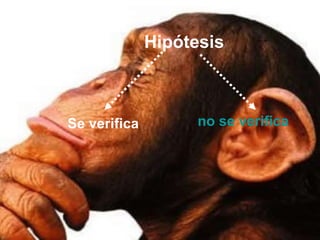 Hipótesis



Se verifica         no se verifica
 