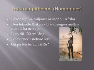 • Levde för 3-4 miljoner år sedan i Afrika
• Den felande länken – blandningen mellan
människa och apa
• Lucy 90-130 cm lång
• Fotavtryck i stelnad lera
• Gå på två ben…varför?
 