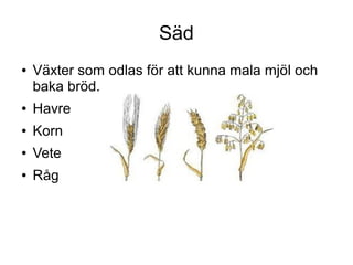 Säd
●

Växter som odlas för att kunna mala mjöl och
baka bröd.

●

Havre

●

Korn

●

Vete

●

Råg

 