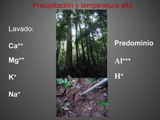 Precipitación y temperatura alta


Lavado:

Ca++                             Predominio

Mg++                             Al+++

K+                               H+

Na+
 