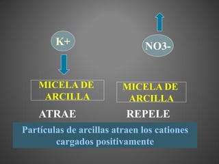 K+                     NO3-


    MICELA DE            MICELA DE
     ARCILLA              ARCILLA
    ATRAE                 REPELE
Partículas de arcillas atraen los cationes
        cargados positivamente
 