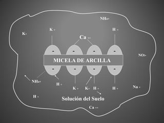NH4+

            K+                                H   +
K+
                           Ca ++

            -         -            -          -
                                                        NO3-
             MICELA DE ARCILLA
            -          -           -          -

     NH4+
                 H+
                      K+     K+ H +           H+      Na +

     H+
                  Solución del Suelo
                               Ca ++
 