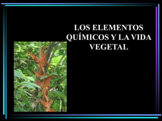 LOS ELEMENTOS
QUÍMICOS Y LA VIDA
    VEGETAL
 