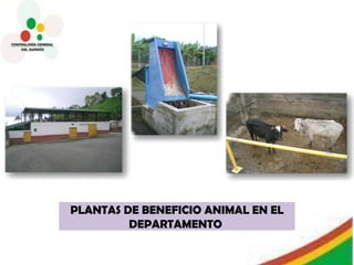 PLANTAS DE BENEFICIO ANIMAL EN EL DEPARTAMENTO  
