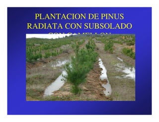 PLANTACION DE PINUS
RADIATA CON SUBSOLADO
    CON CAMELLON
 