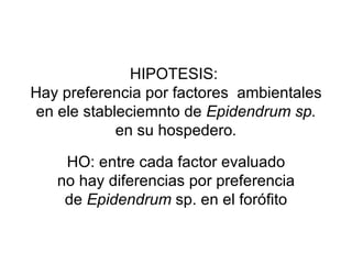 HIPOTESIS:  Hay preferencia por factores  ambientales en ele stableciemnto de  Epidendrum sp.  en su hospedero . HO: entre cada factor evaluado no hay diferencias por preferencia de  Epidendrum  sp. en el forófito 