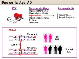 Gen de la Apo A5
     ECV         Factores de Riesgo       Recomendación
                 Hipercolesterolemia
                 Hipertrigliceridemia
                 Hipertensión             Reducir la sal
                 Hiperhomocisteinemia     Reducir las grasas
                 Diabetes
                 Obesidad


   APOA5
               Variante C
   GTCATAGCATTATTACAG                    CC
   CAGTATCGTAATAATGTC                   80%

    C.56 C>G
               Variante G
   GTCATAGGATTATTACAG                           CG + GG
                                                  20%
   CAGTATCCTAATAATGTC
 