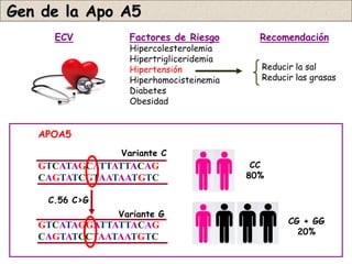 Gen de la Apo A5
     ECV         Factores de Riesgo       Recomendación
                 Hipercolesterolemia
            ...