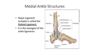 Medial Ankle Structures
• Major Ligament
complex is called the
Deltoid Ligament.
• It is the strongest of the
ankle ligaments
 