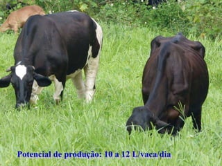 Potencial de produção: 10 a 12 L/vaca/dia
 