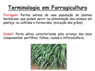 Forragem: Partes aéreas de uma população de plantas
herbáceas, que podem servir na alimentação dos animais em
pastejo, ou colhidas e fornecidas. (exceção dos grãos)
Dossel: Parte aérea caracterizada pelo arranjo dos seus
componentes: perfilhos, folhas, caules e inflorescência.
 