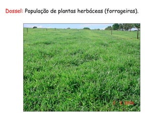 Dossel: População de plantas herbáceas (forrageiras).
 