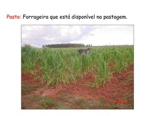 Pasto: Forrageira que está disponível na pastagem.
 