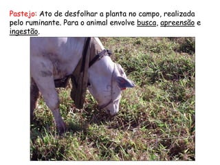 Pastejo: Ato de desfolhar a planta no campo, realizada
pelo ruminante. Para o animal envolve busca, apreensão e
ingestão.
 