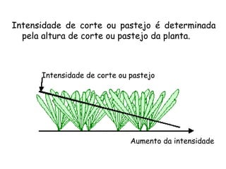 Intensidade de corte ou pastejo é determinada
pela altura de corte ou pastejo da planta.
Aumento da intensidade
Intensidade de corte ou pastejo
 