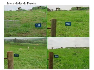 Intensidades de Pastejo
 