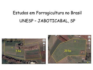 Estudos em Forragicultura no Brasil
UNESP – JABOTICABAL, SP
20 ha
5 ha
 