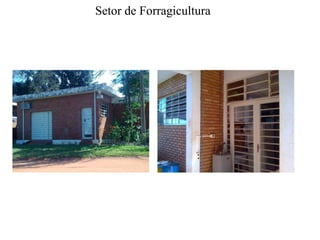 Setor de Forragicultura
 