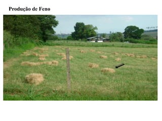 Produção de Feno
 
