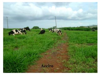Aceiro
 