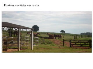 Equinos mantidos em pastos
 