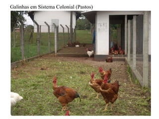Galinhas em Sistema Colonial (Pastos)
 