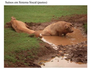 Suínos em Sistema Siscal (pastos)
 