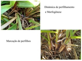 Marcação de perfilhos
Dinâmica de perfilhamento
e Morfogênese
 
