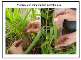 Medição dos componentes morfológicos
 