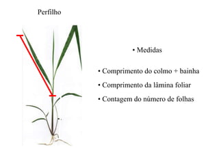 • Medidas
• Comprimento do colmo + bainha
• Comprimento da lâmina foliar
• Contagem do número de folhas
1
2
3
4
Perfilho
 