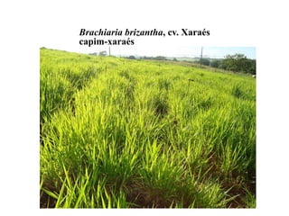 Brachiaria brizantha, cv. Xaraés
capim-xaraés
 