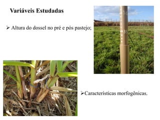  Altura do dossel no pré e pós pastejo;
Variáveis Estudadas
Características morfogênicas.
 
