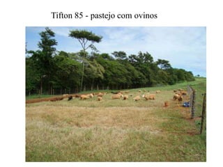 Tifton 85 - pastejo com ovinos
 