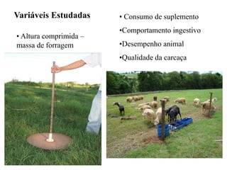 • Altura comprimida –
massa de forragem
Variáveis Estudadas • Consumo de suplemento
•Comportamento ingestivo
•Desempenho animal
•Qualidade da carcaça
 