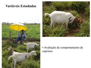 Variáveis Estudadas
• Avaliação de comportamento de
caprinos
 