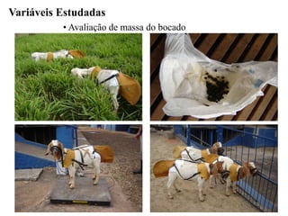 Variáveis Estudadas
• Avaliação de massa do bocado
 