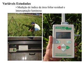 Variáveis Estudadas
• Medição de índice de área foliar residual e
interceptação luminosa
 
