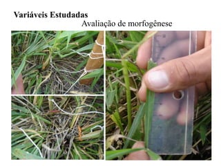 Variáveis Estudadas
Avaliação de morfogênese
 