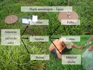 Dupla amostragem - Águas
Amostras
(nível do
solo)
Altas
Médias
Baixas
Folha
Colmo
Material
Morto
 