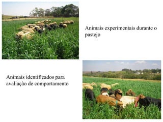 Animais identificados para
avaliação de comportamento
Animais experimentais durante o
pastejo
 