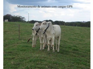 Monitoramento de animais com cangas GPS
 