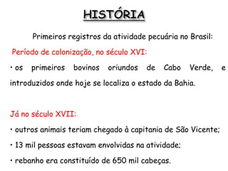 Primeiros registros da atividade pecuária no Brasil:
Período de colonização, no século XVI:
• os primeiros bovinos oriundos de Cabo Verde, e
introduzidos onde hoje se localiza o estado da Bahia.
Já no século XVII:
• outros animais teriam chegado à capitania de São Vicente;
• 13 mil pessoas estavam envolvidas na atividade;
• rebanho era constituído de 650 mil cabeças.
 