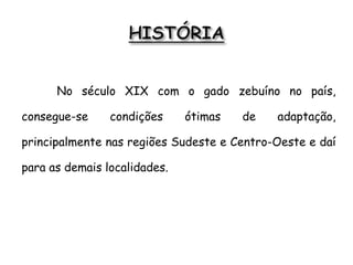 No século XIX com o gado zebuíno no país,
consegue-se condições ótimas de adaptação,
principalmente nas regiões Sudeste e Centro-Oeste e daí
para as demais localidades.
 