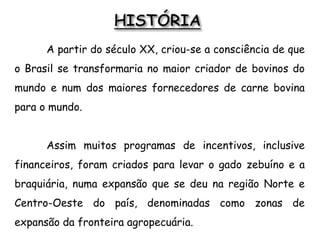 A partir do século XX, criou-se a consciência de que
o Brasil se transformaria no maior criador de bovinos do
mundo e num dos maiores fornecedores de carne bovina
para o mundo.
Assim muitos programas de incentivos, inclusive
financeiros, foram criados para levar o gado zebuíno e a
braquiária, numa expansão que se deu na região Norte e
Centro-Oeste do país, denominadas como zonas de
expansão da fronteira agropecuária.
 