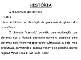 A alimentação dos Bovinos:
• Pastos
• teve influência da introdução de gramíneas do gênero das
braquiárias
O chamado "cerrado" permitiu uma exploração com
sistemas que utilizavam pastagem nativa e, passaram para
sistemas mais intensivos (pastagens cultivadas), ou seja, mais
produtivas, permitindo o desenvolvimento de pecuária nestas
regiões Minas Gerais, São Paulo, Goiás.
 