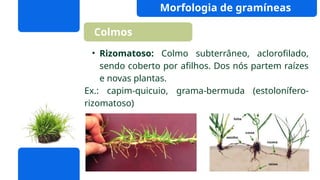 Colmo Capim Aula sobre Forragicultura e pastagem.pptx