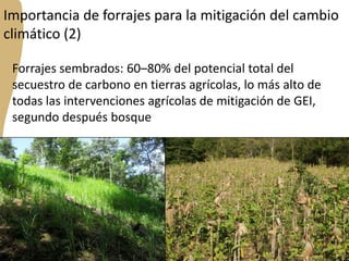 Forrajes en Livestock and Fish